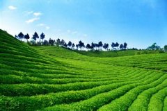 <b>台湾33件茶叶农药残留超标 已下架逾35吨</b>
